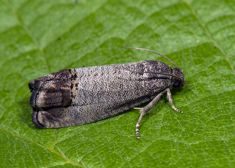 Tortricidae, genere Cydia